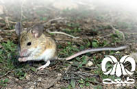 گونه همستر دم دراز هاتسون  Calomyscus hotsoni